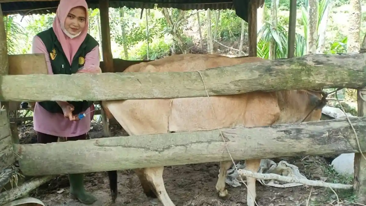 8 Ribu Induk Sapi di Aceh Tamiang Ditargetkan Kawin Suntik
