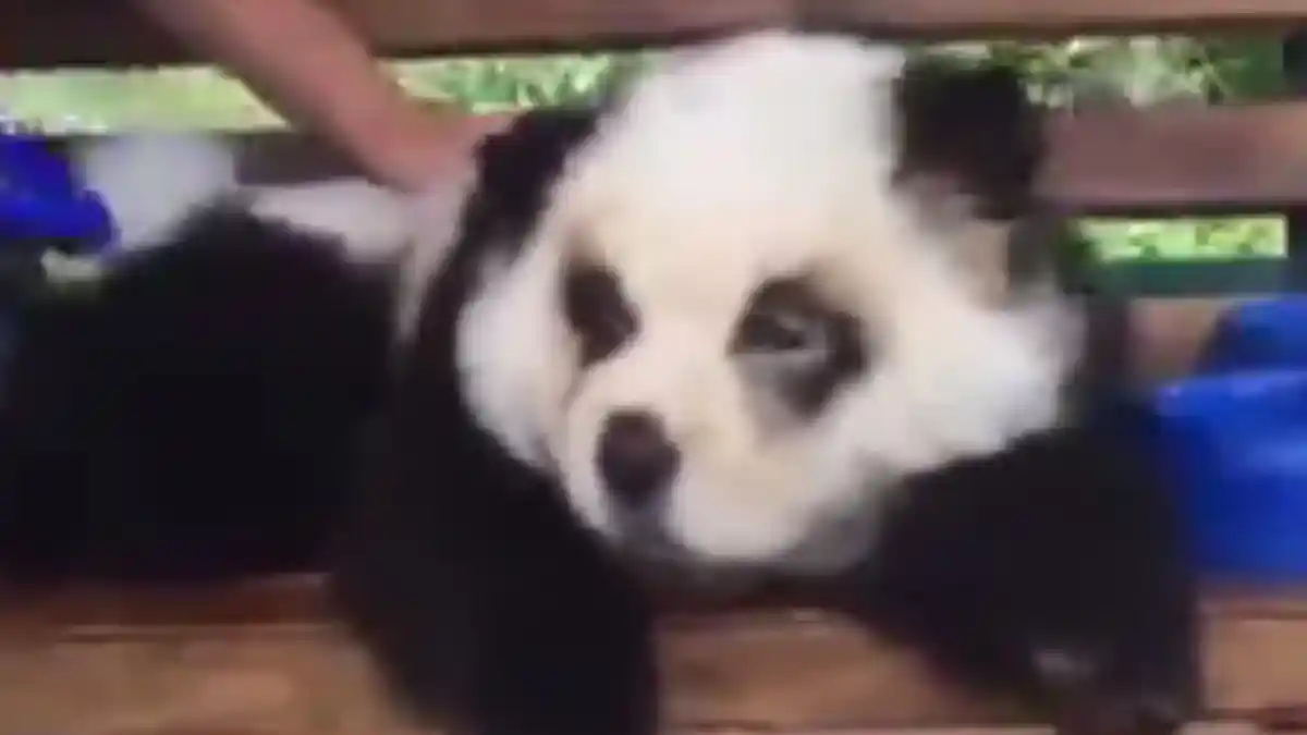 Anjing Chow Chow Ini Diwarnai Hitam dan Putih Agar Terlihat Seperti Panda, Pelakunya Dicari Polisi!
