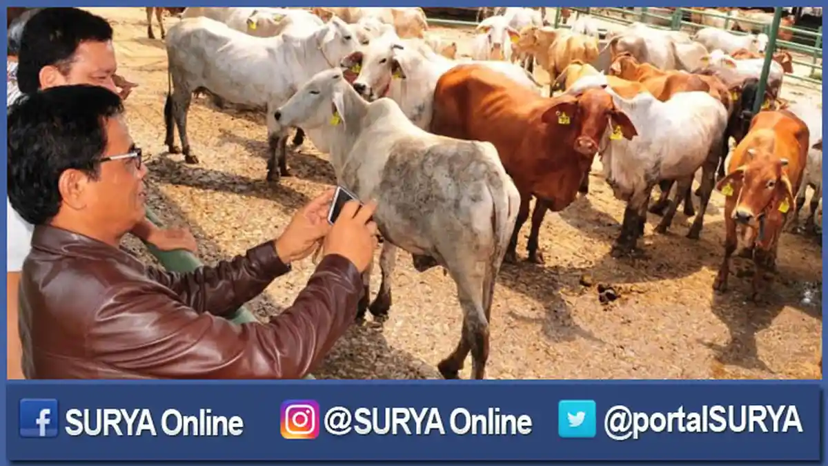 Ribuan Sapi Pesanan Satroni Tiba di Perak, selanjutnya Sapi-Siap itu akan Perlakukan seperti ini