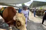 Seekor-sapi-kurban-berukuran-besar-di-area-kandang-transit-di-Masjid-Jogokariyan-Yogyakarta.jpg