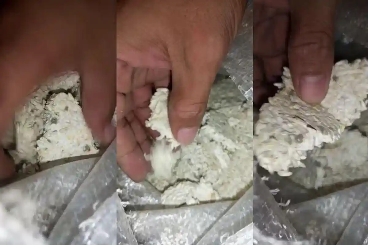 BREAKING NEWS: Geger Temuan Bansos Beras Tidak Layak Konsumsi di Desa Dadap Indramayu, Ini Kata Kuwu