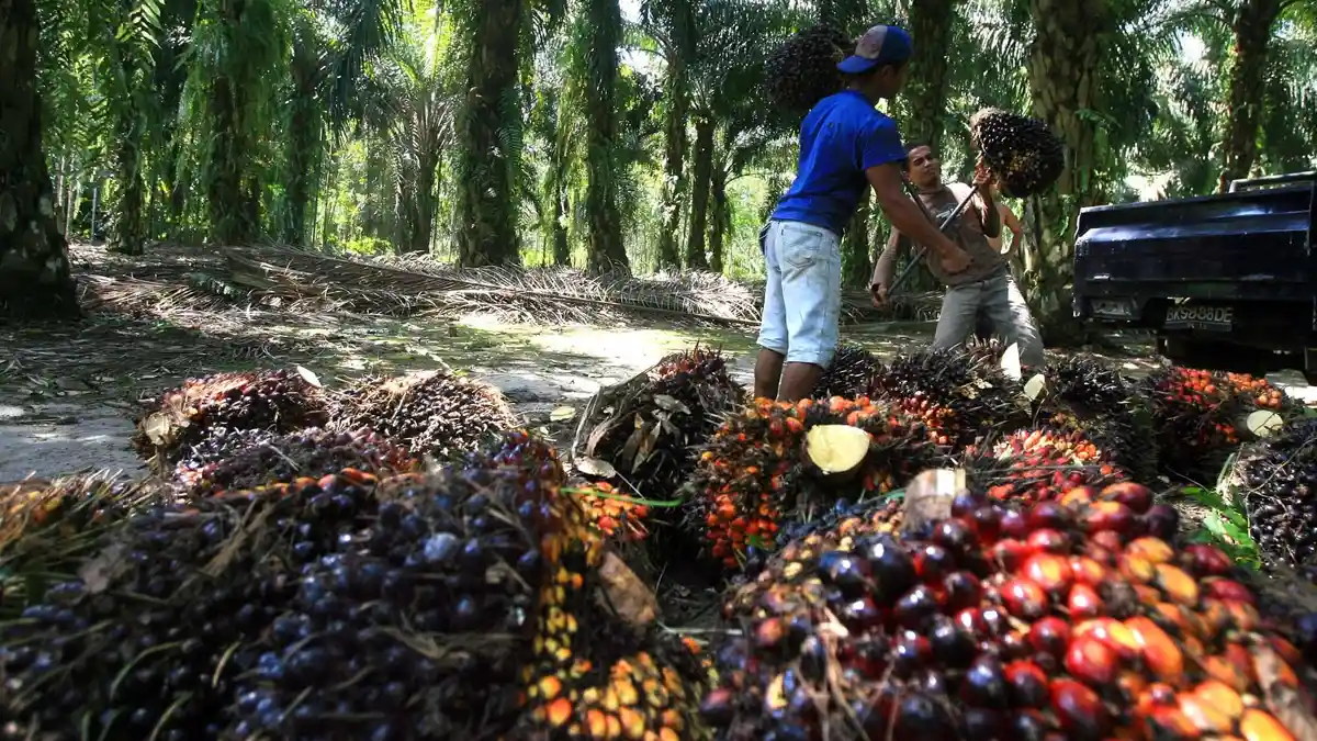 Harga TBS Kepala Sawit di Jambi 15-21 November 2024 Tembus Rp 3.612,84 per Kg