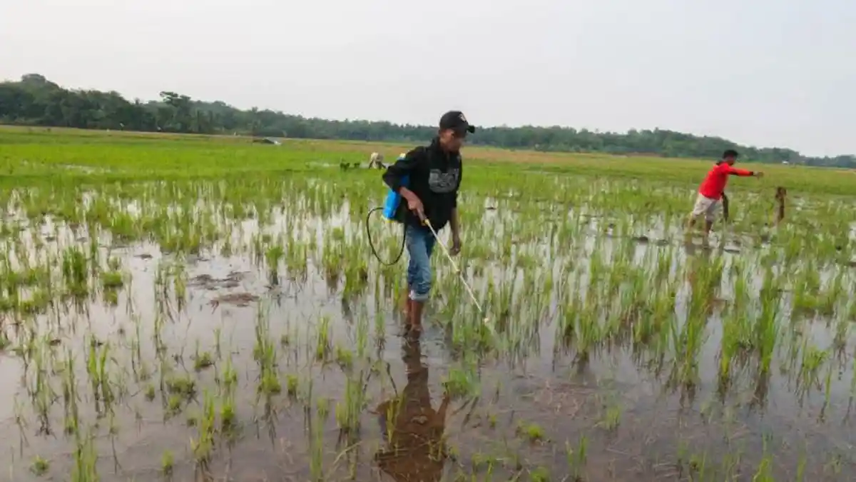 Petani Muda di Cikeusal Buat Pupuk Organik dari Jerami Sisa Panen Padi