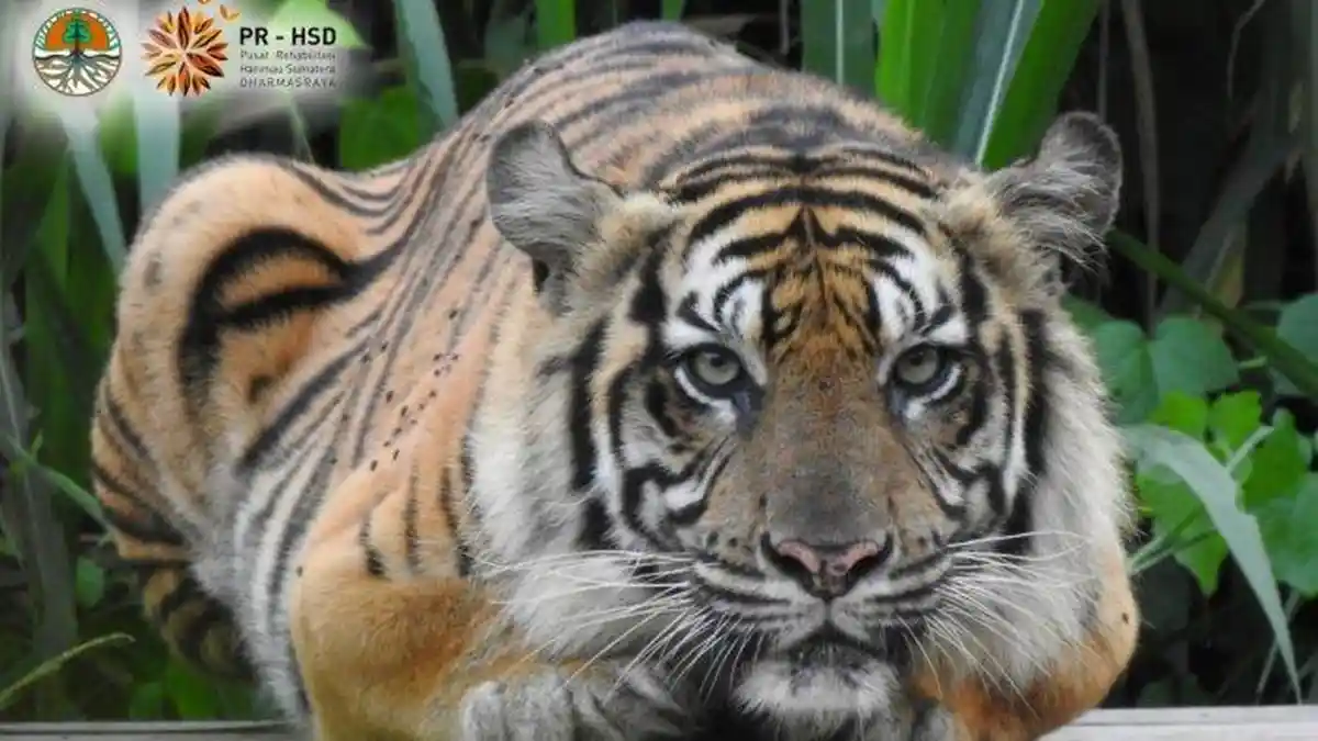 Semua Pengaruh Positif Macan Ada di Mereka, 3 Shio Ini Powerful di Tahun 2022