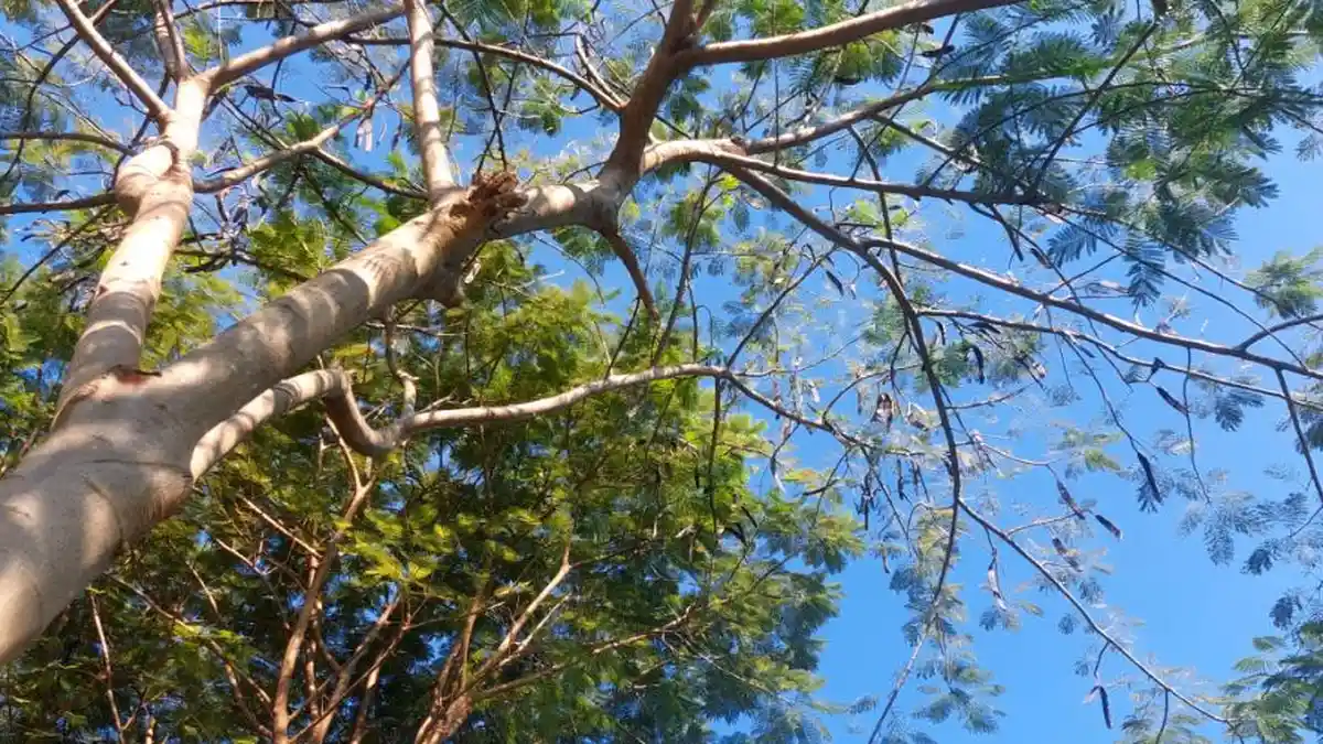 Cuaca Surabaya Hari Ini Jumat 26 Juni 2026: Didominasi Cerah Berawan, Suhu Capai 33°C - Surya.co.id