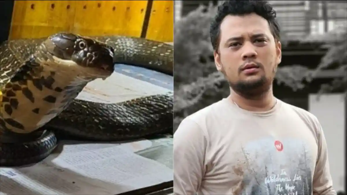 Ular King Kobra Garaga Gigit Panji Petualang Lagi, Kru Panik dan Kesulitan, Begini Kondisi Panji