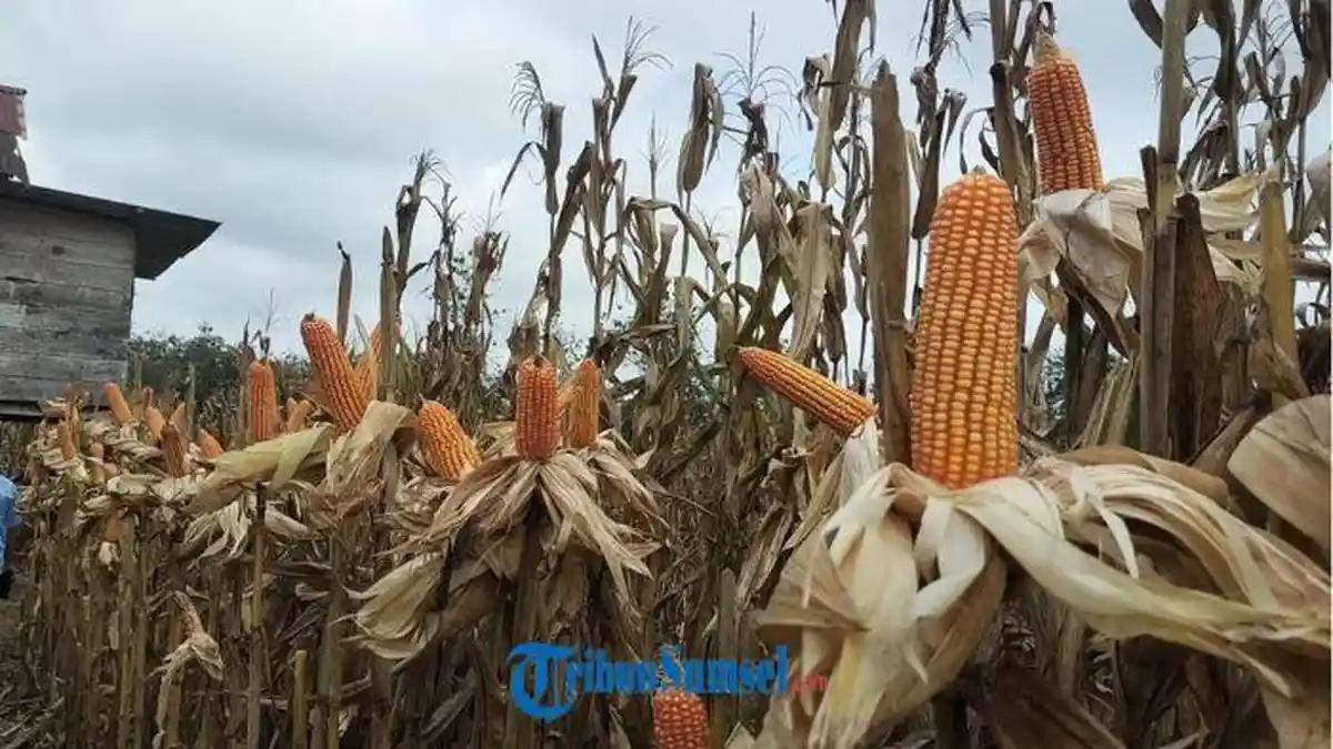 Harga Jagung Hibrida di Musi Rawas Capai Rp 5.500 Per Kilogram, Petani Senang Harga Membaik