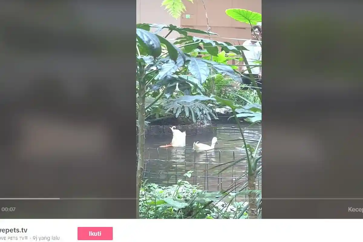 Viral Aksi Lucu Dua Angsa Yang Menenggelamkan Kepalanya ke Dalam Air Aksi Angsa Ini Menghibur