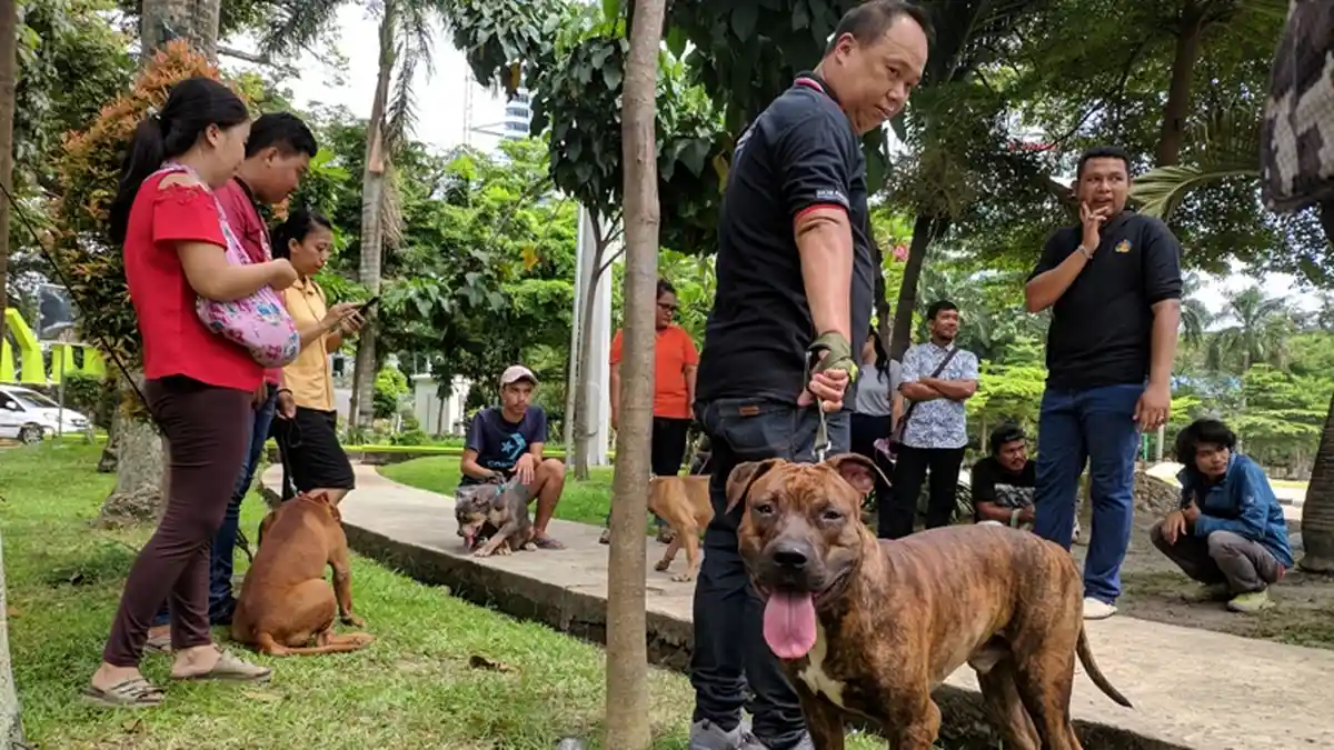 Komunitas Pecinta Pitbull di Medan Soroti Kasus Bocah Mishael Diterjang Anjing