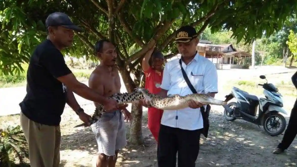 Buaya Sepanjang 2 Meter tersangkut di Jaring Nelayan Sungai Besitang