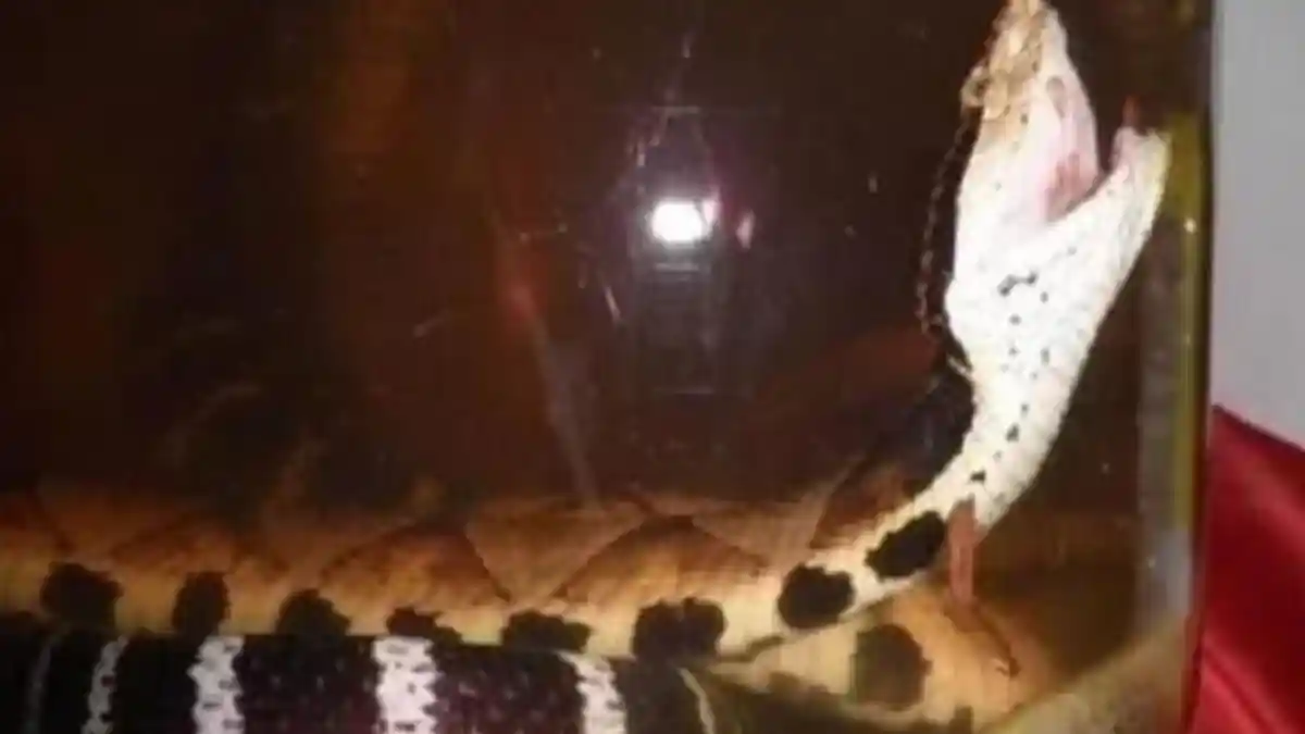 Padahal Sudah Setahun Direndam, Pria Ini Dipatok Ular saat Buka Toples Alkohol Berisi Ular Berbisa