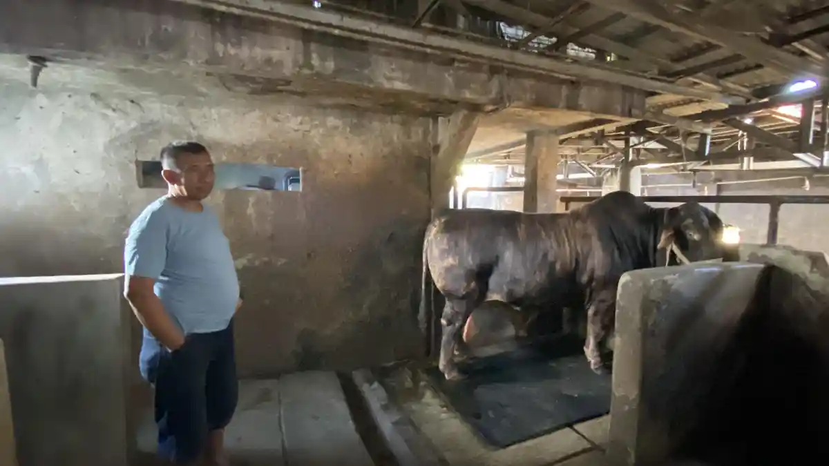 Ternyata Begini Proses Seleksi Sapi Kurban yang Dibeli Prabowo, Haji Apud Asal Bogor Ungkap Cerita