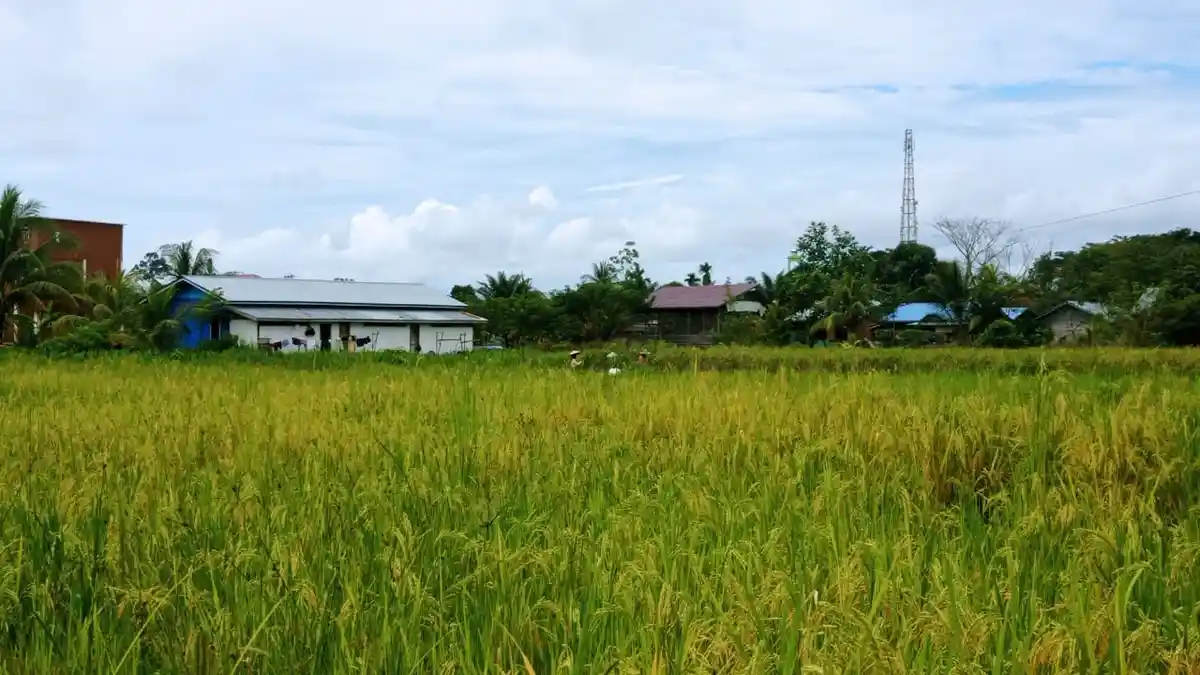 Pandemi Covid-19, Warga Malinau Bertani Demi Penuhi Kebutuhan Dapur Keluarga