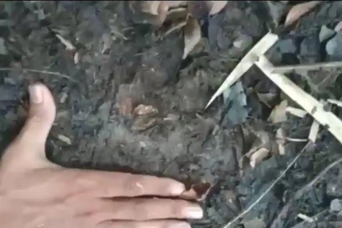 Sapi Warga diduga dimangsa Harimau, Ditemukan Bekas Gigitan dan Jejak Kaki