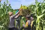 Pertanian-Di-Gianyar-Bali-Tak-Bisa-Lepas-Dari-Padi-LTT-Jagung-Hanya-135-Hektare.jpg