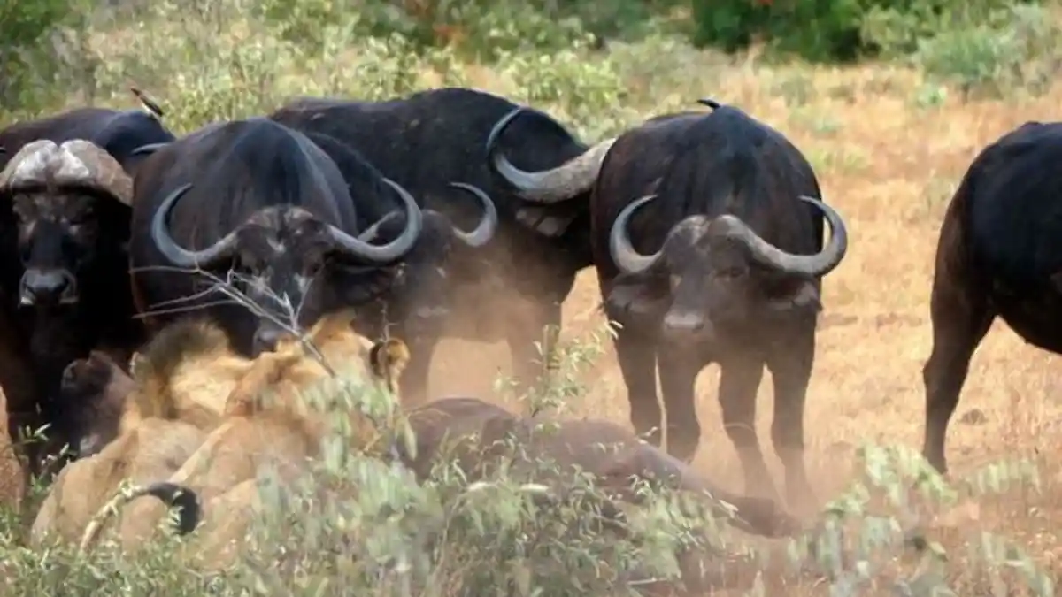Kejadian Langka, Sekelompok Banteng Usir Kawanan Singa