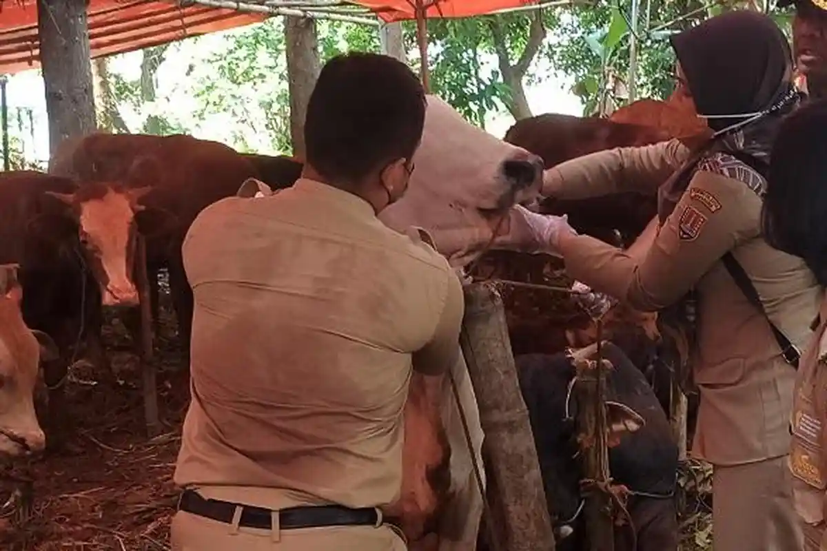 Sidak Lapak Penjualan Hewan Kurban di Ngaliyan Semarang, Tim Gabungan Temukan Sapi Positif PMK