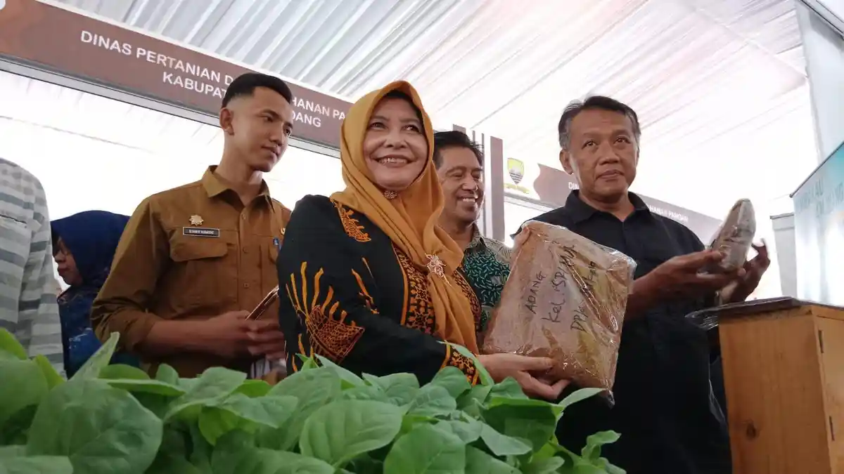 Tembakau Mole Sumedang Bisa Jadi Pilihan Dibandingkan Warga Menghisap Rokok Ilegal