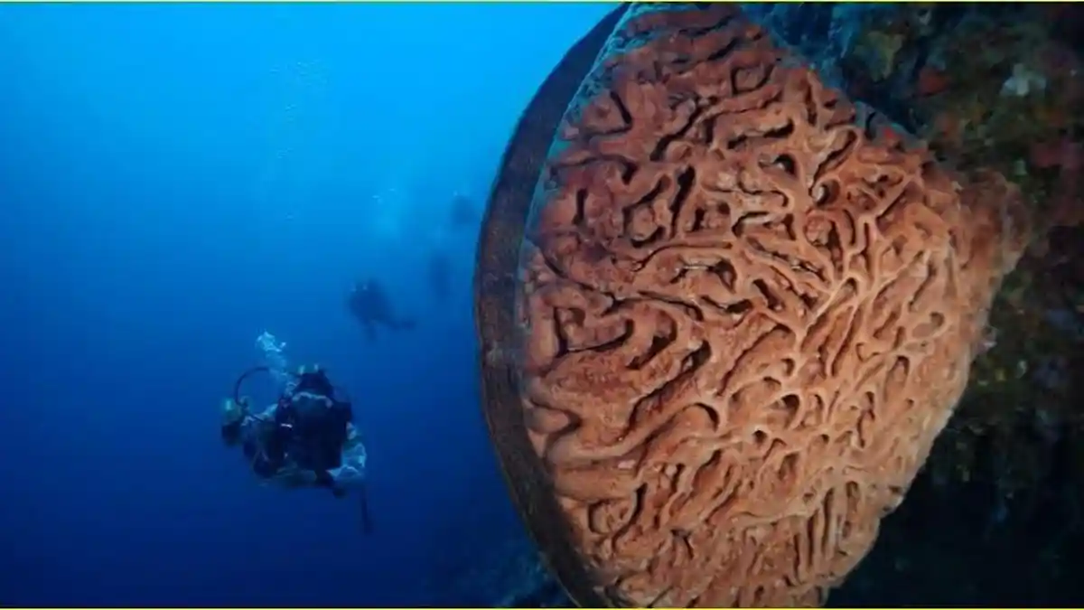 Mengenal Salvador Dali, Destinasi Bawah Laut di Kabupaten Boalemo Gorontalo