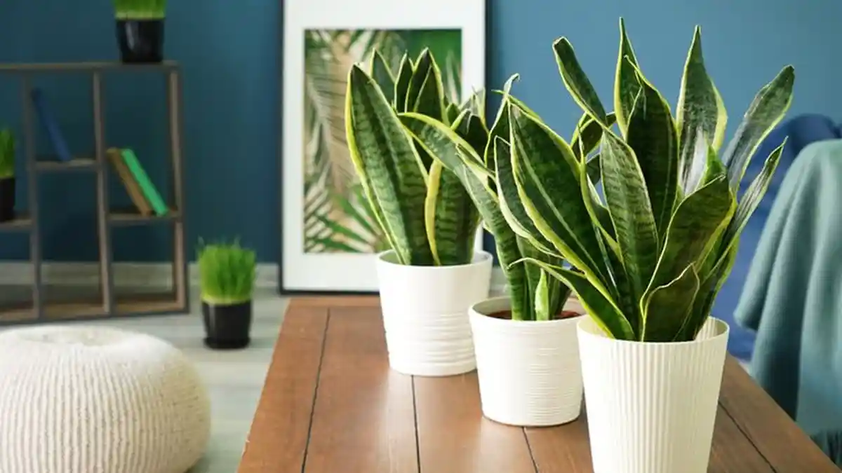 Tanaman Hias Terpopuler Selama Periode WFH, Ada Spider Plant dan Lidah Mertua