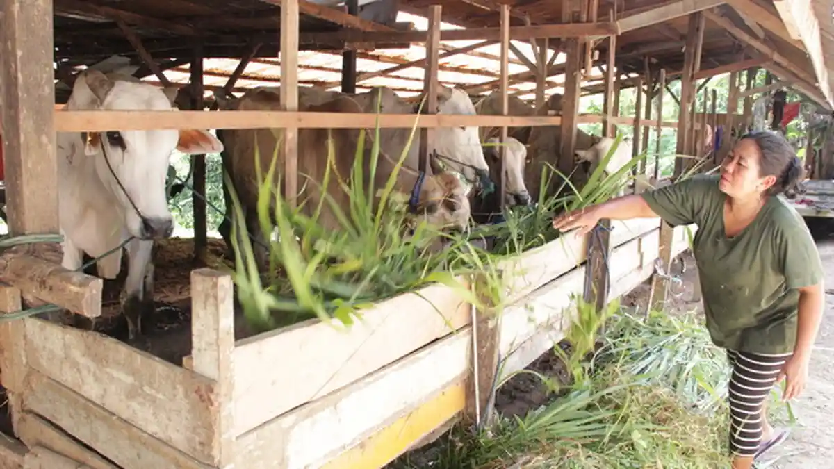 Akhir Januari Ditargetkan Seluruh Sapi Bantuan Terdistribusi