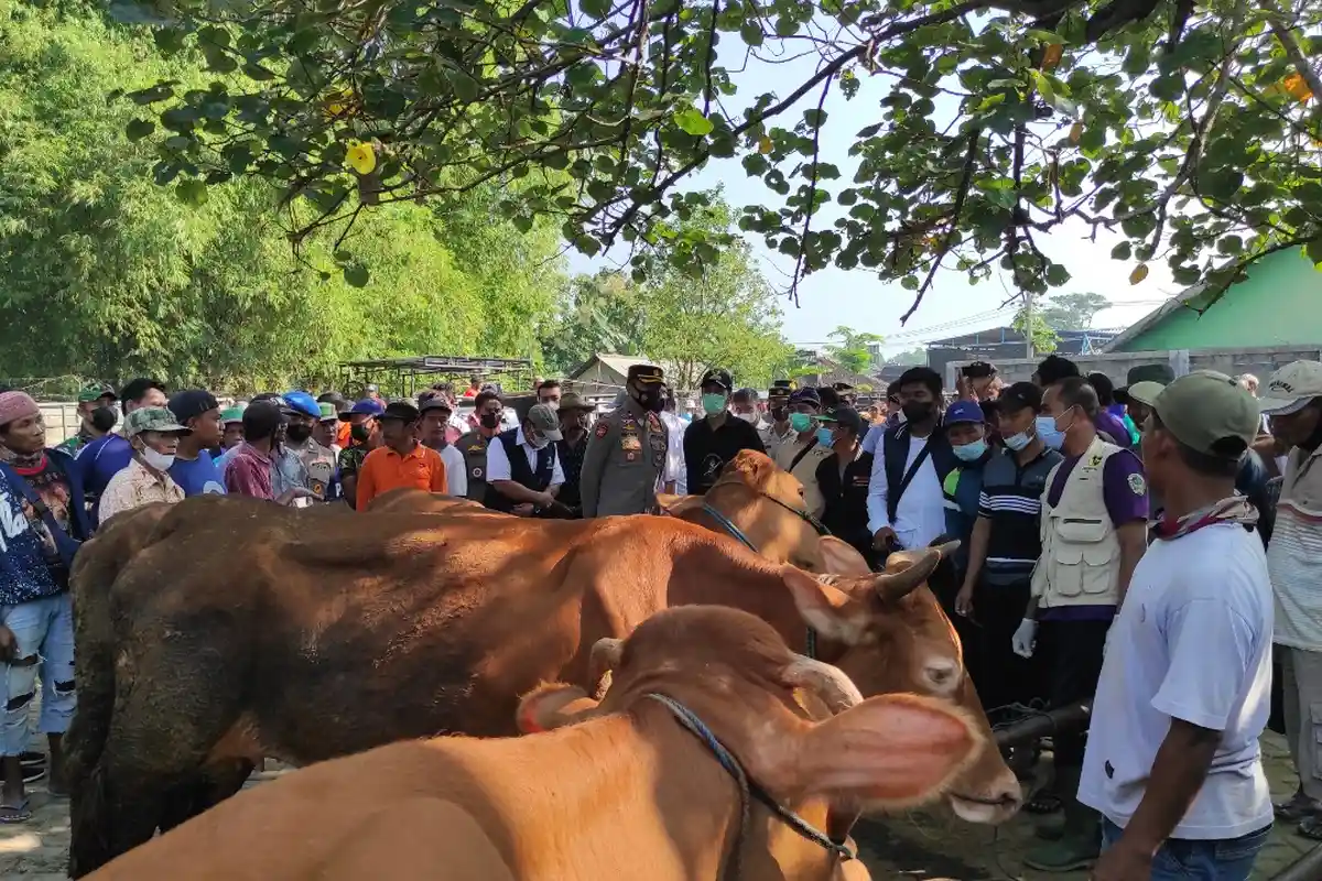 Virus PMK Mewabah, Permintaan dan Harga Sapi serta Kambing di Madiun Malah Anjlok Jelang Idul Adha