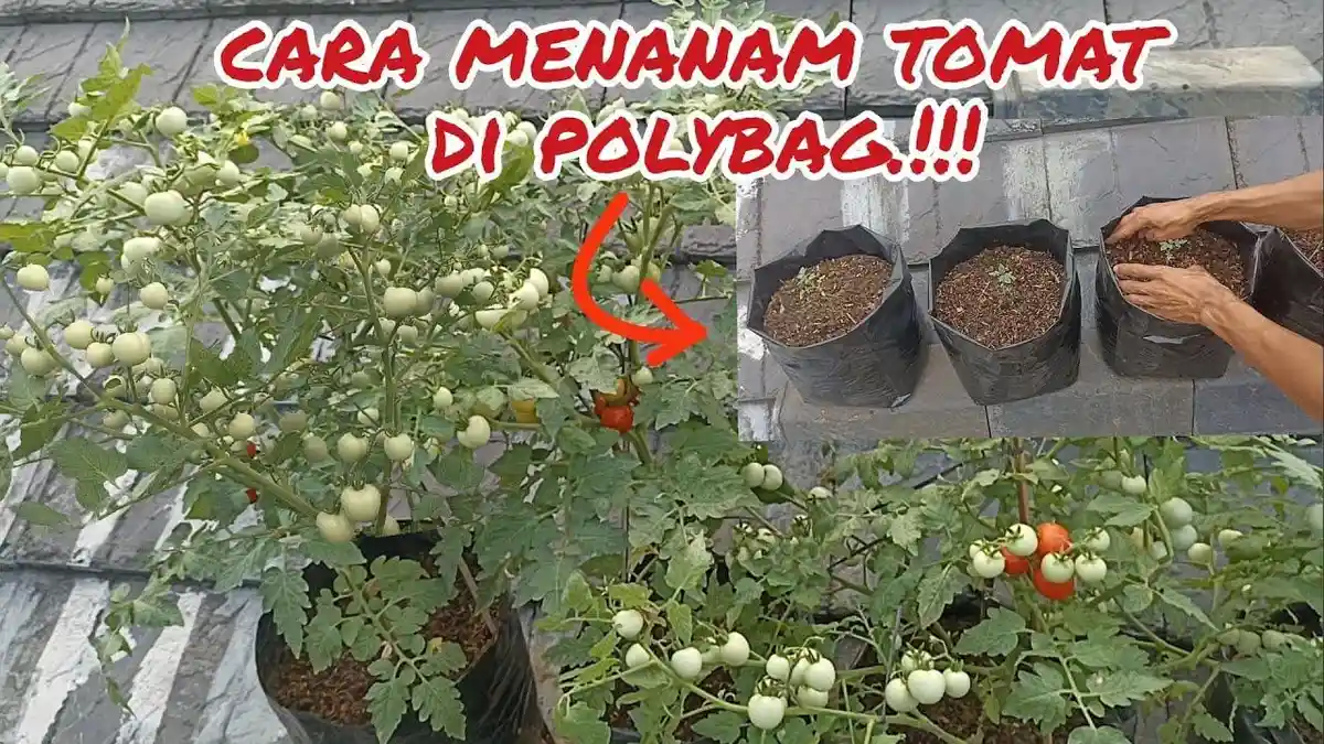 Berita polybag Terbaru Hari Ini