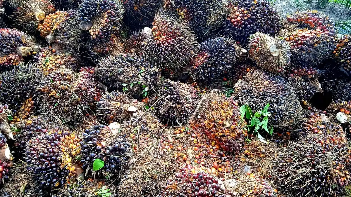 Aspirasi Warga Kutai Timur soal Limbah Sawit, Perusahaan Harus Koordinasi dengan DLH Kutim