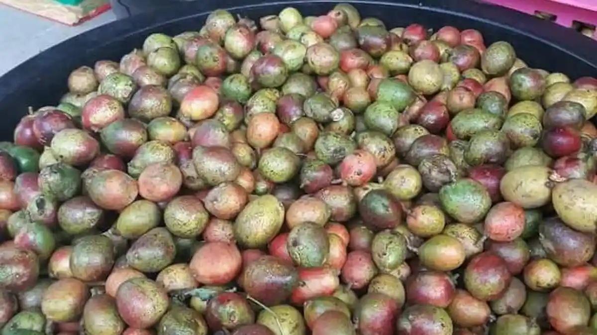 Buah Matoa Khas Papua Diburu Warga Beltim, Penjual Kewalahan - buah-matoa_20170922_180747.jpg