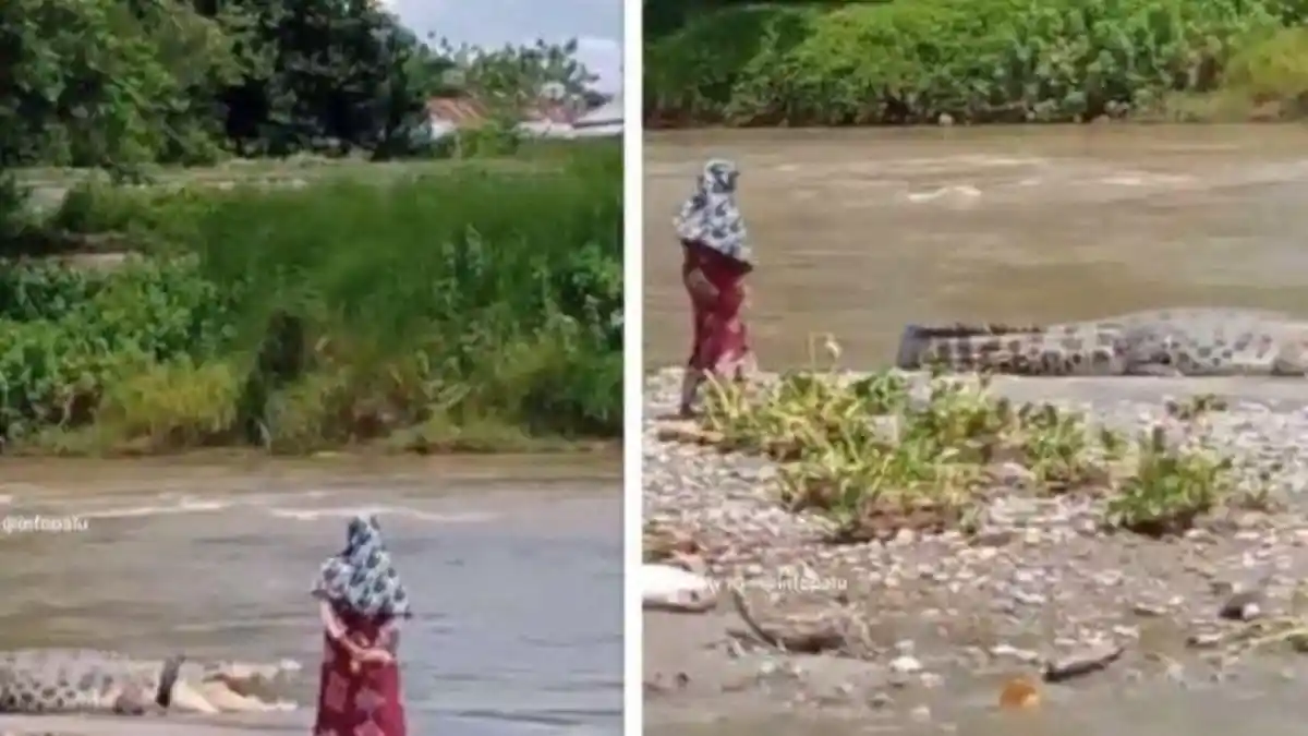 Buaya Berkalung Ban di Palu Muncul Didekat Emak-Emak, Netizen : 'Panji Minder Liat Ini'