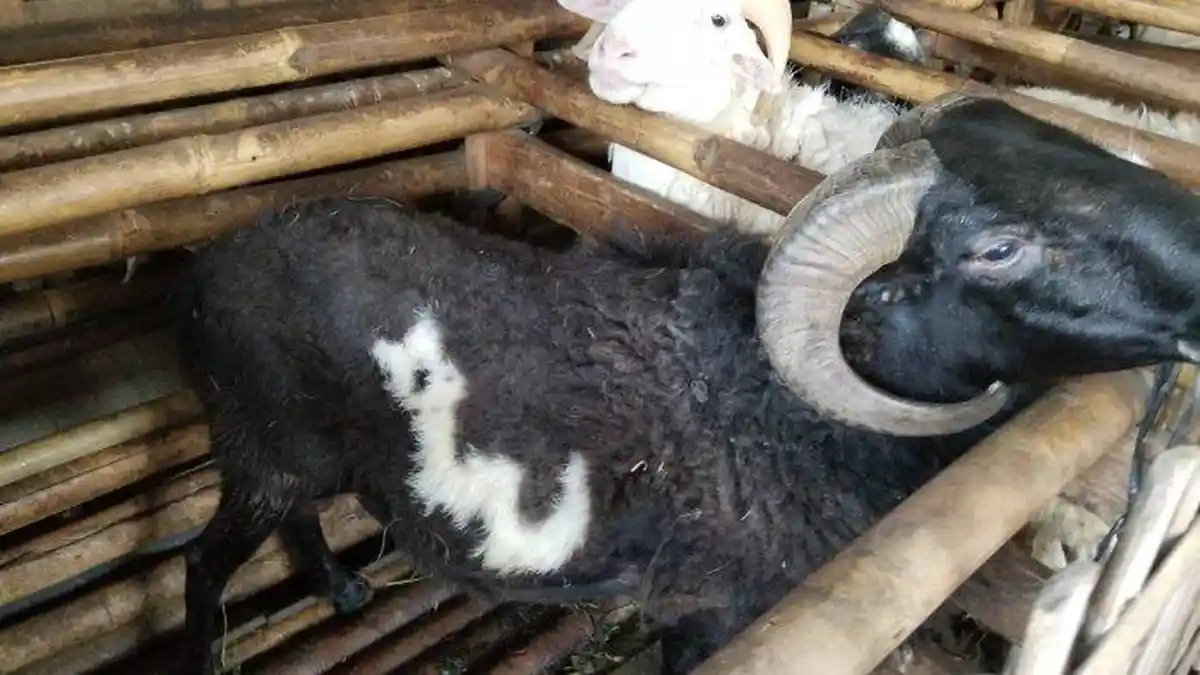 VIDEO Kambing Berlafaz Allah dari Cianjur, Sangat Jinak dan Manja Ketika Kepalanya Dielus