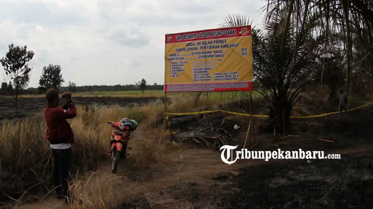 FOTO: Lahan yang Terbakar di Pekanbaru Diberi Baliho dan Garis Polisi - foto_lahan_yang_terbakar_di_pekanbaru_diberi_baliho_dan_garis_polisi_2.jpg