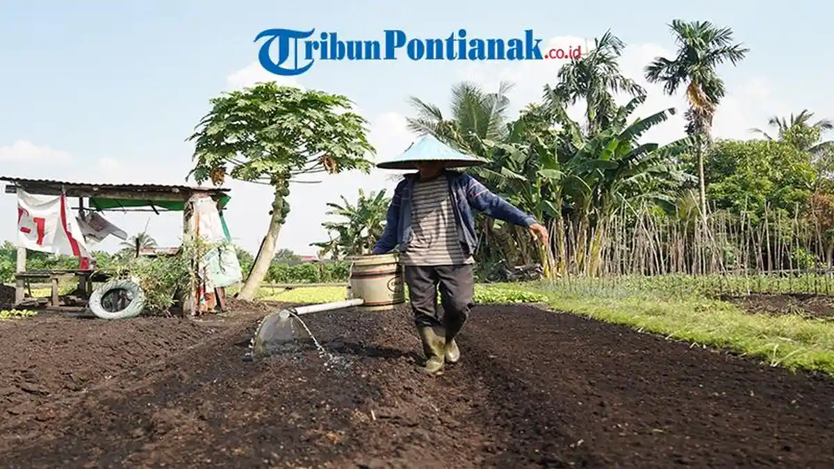 Essay Foto - Menuai Sejahtera di Tanah Gambut - Penyiraman-tanaman-di-lahan-gambut-dilakukan-secara-manual.jpg