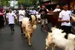 Tradisi Arak-arakan Hewan Kurban Warga Sukoharjo Kota Malang