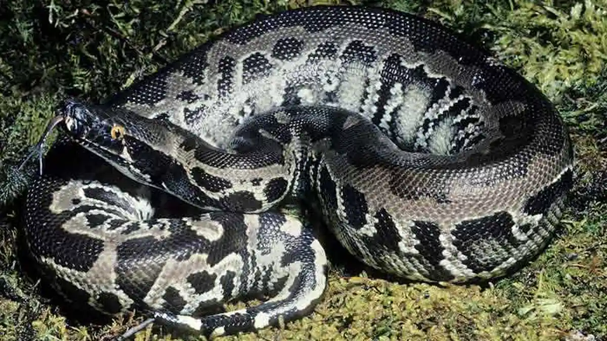 Paling Diincar Pedagang Kulit Hewan, Ini 13 Jenis Ular Piton yang Ada di Indonesia