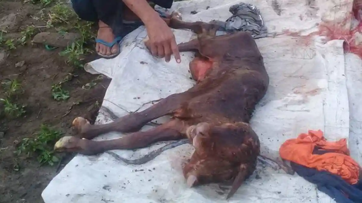 Geger Warga Kediri Lihat Anak Sapi Kepala 2, Mata 4 dan 2 Hidung, Induknya Laku Dijual Senilai Ini