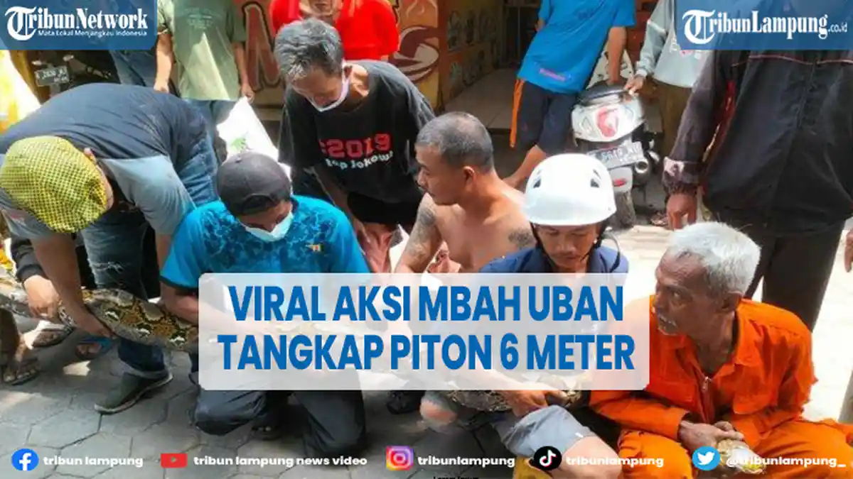 Viral Kakek di Semarang Taklukan Ular Piton 6 Meter di Rumah Kosong