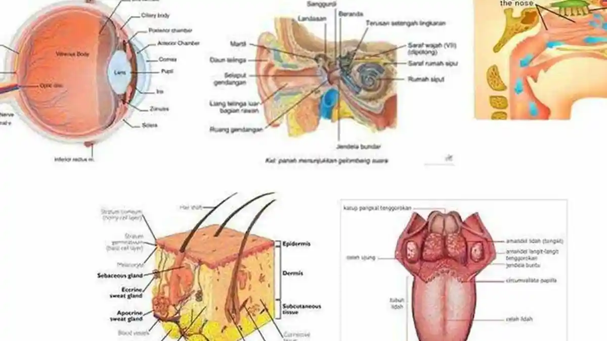 Materi Belajar IPA Kelas 4 SD Tentang Panca Indra Lengkap Latihan Soal dan Jawaban