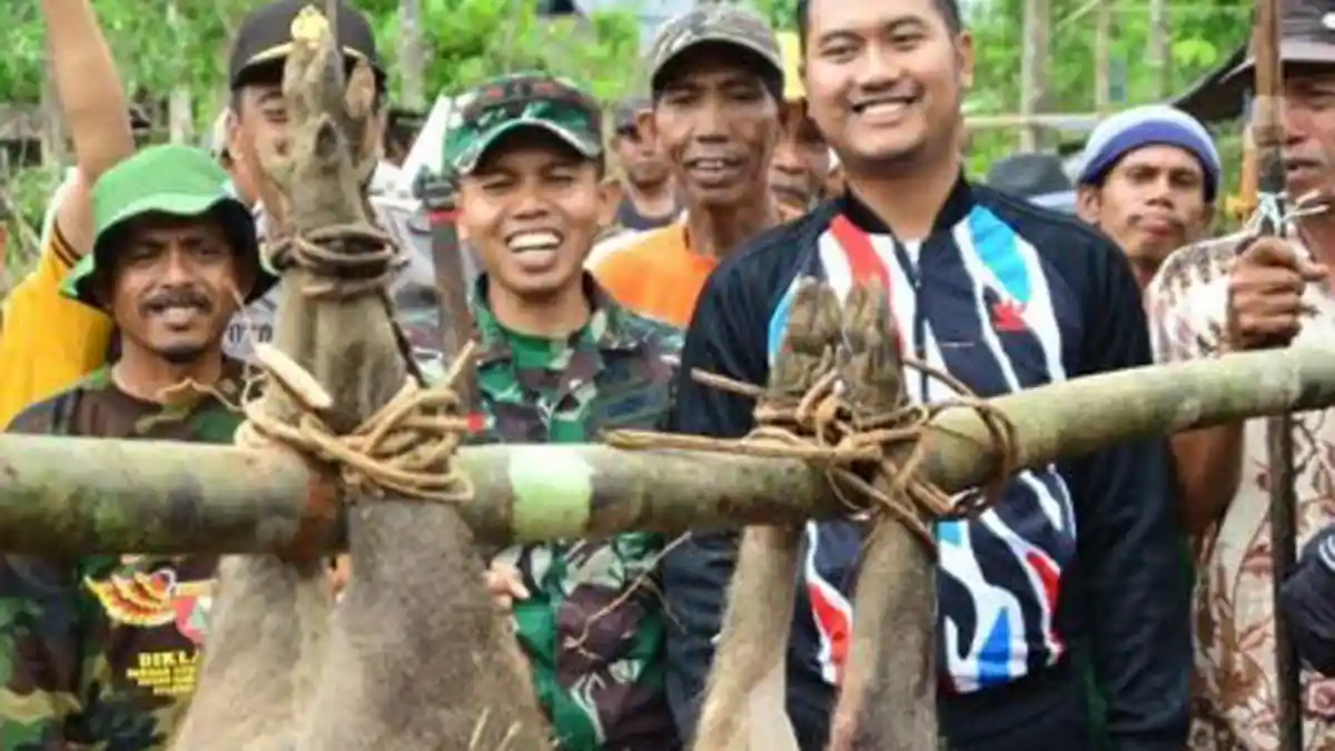 Bupati Sinjai Turun Memburu Babi Yang Menjarah Kebun Warganya