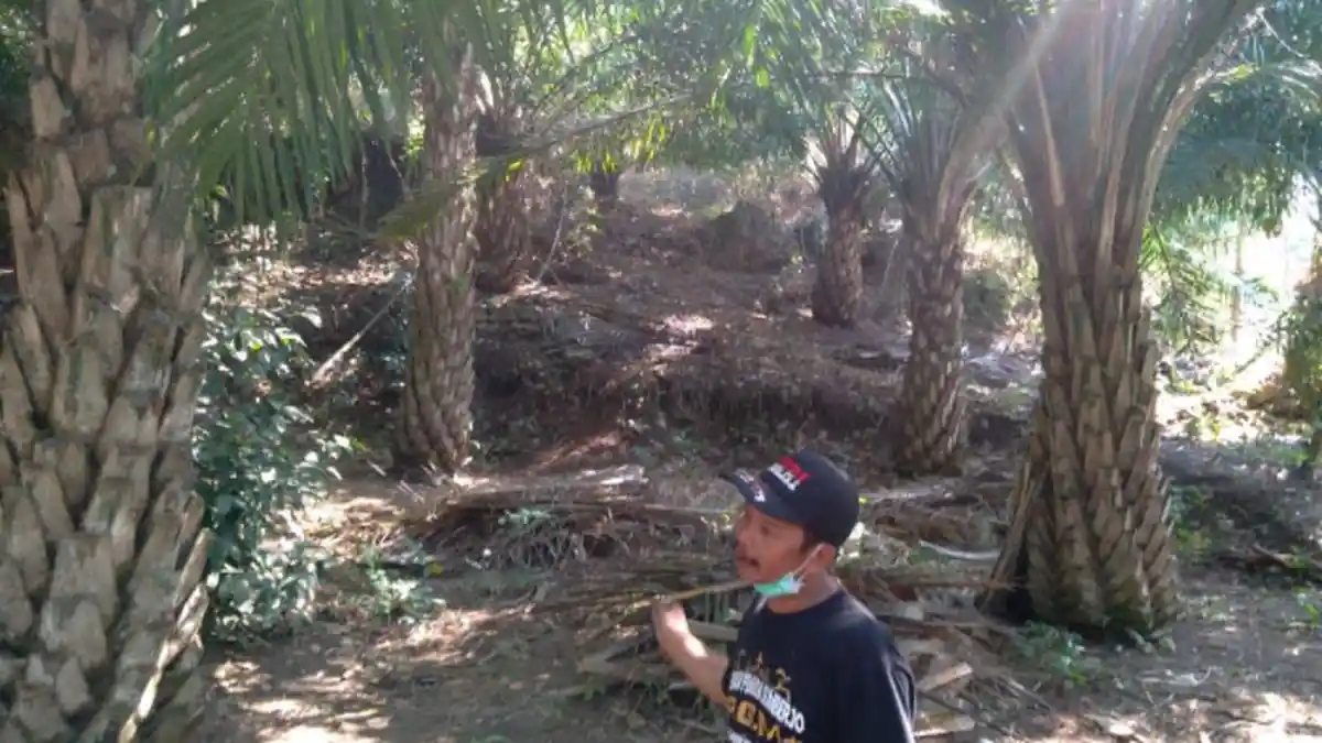 Pemkab Malang Segera Gelar Kajian Lingkungan Tentang Kelapa Sawit