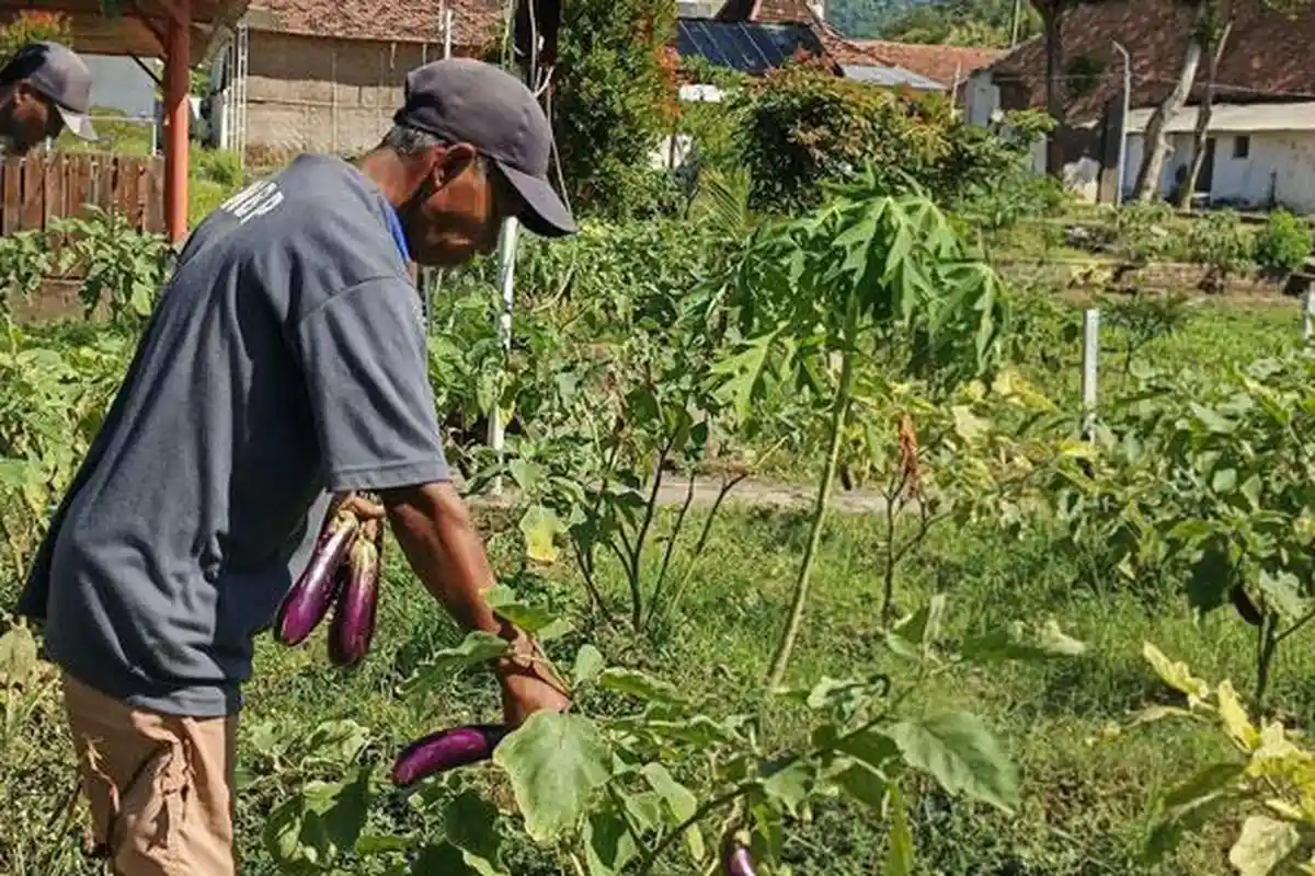 Lapas Kediri Panen Terong 12 Kali dalam 3 Bulan, Komitmen Sukseskan Program Pembinaan