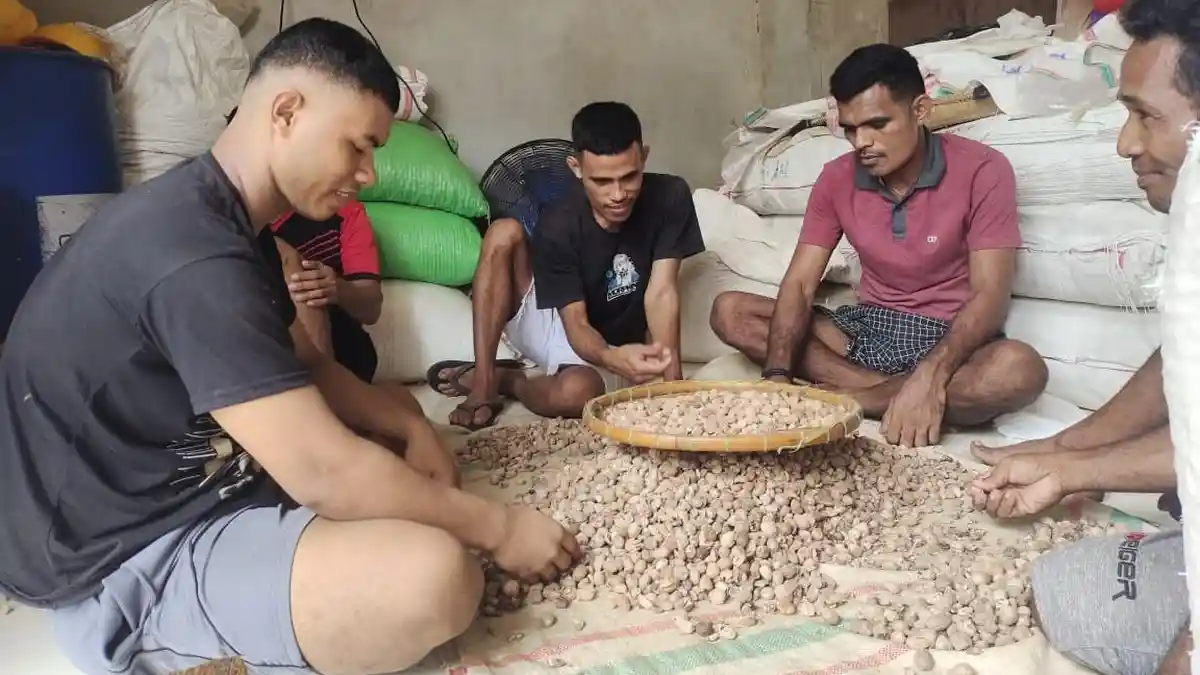 Harga Rempah Ternate Maluku Utara, Jumat 21 Juni 2024: Cengkeh Rp 115 Ribu per Kilogram