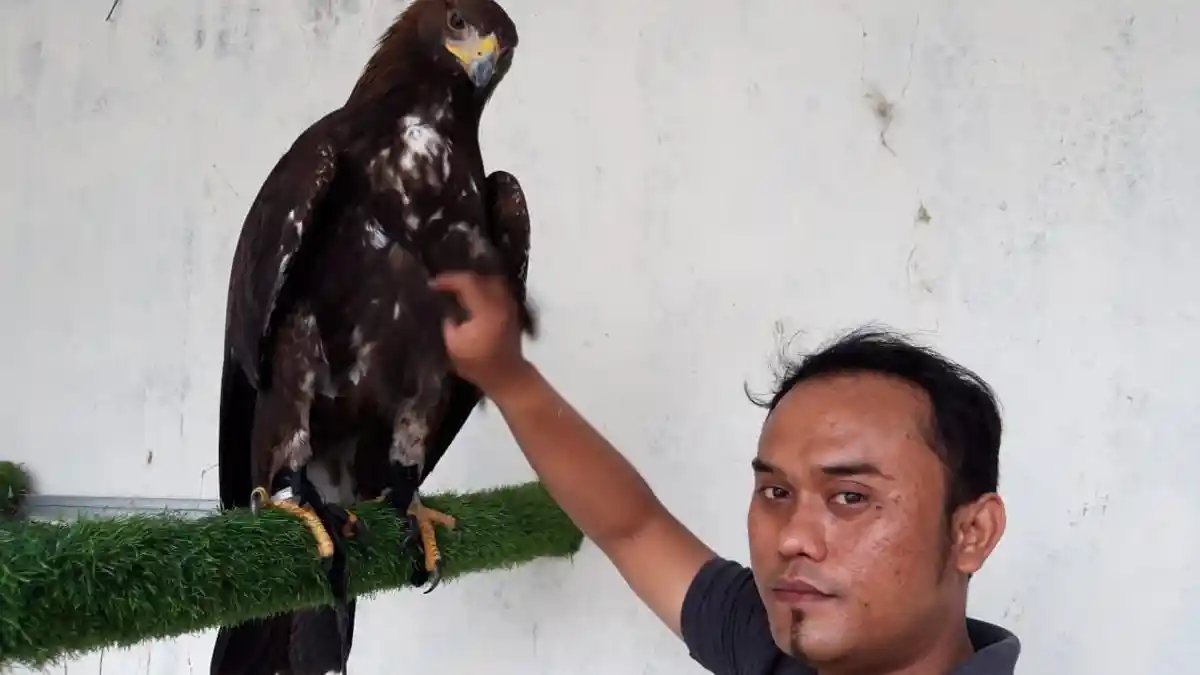 Elang Golden Eagle Asli Republik Ceko Ada di Semarang, Dijual Seharga Mobil 