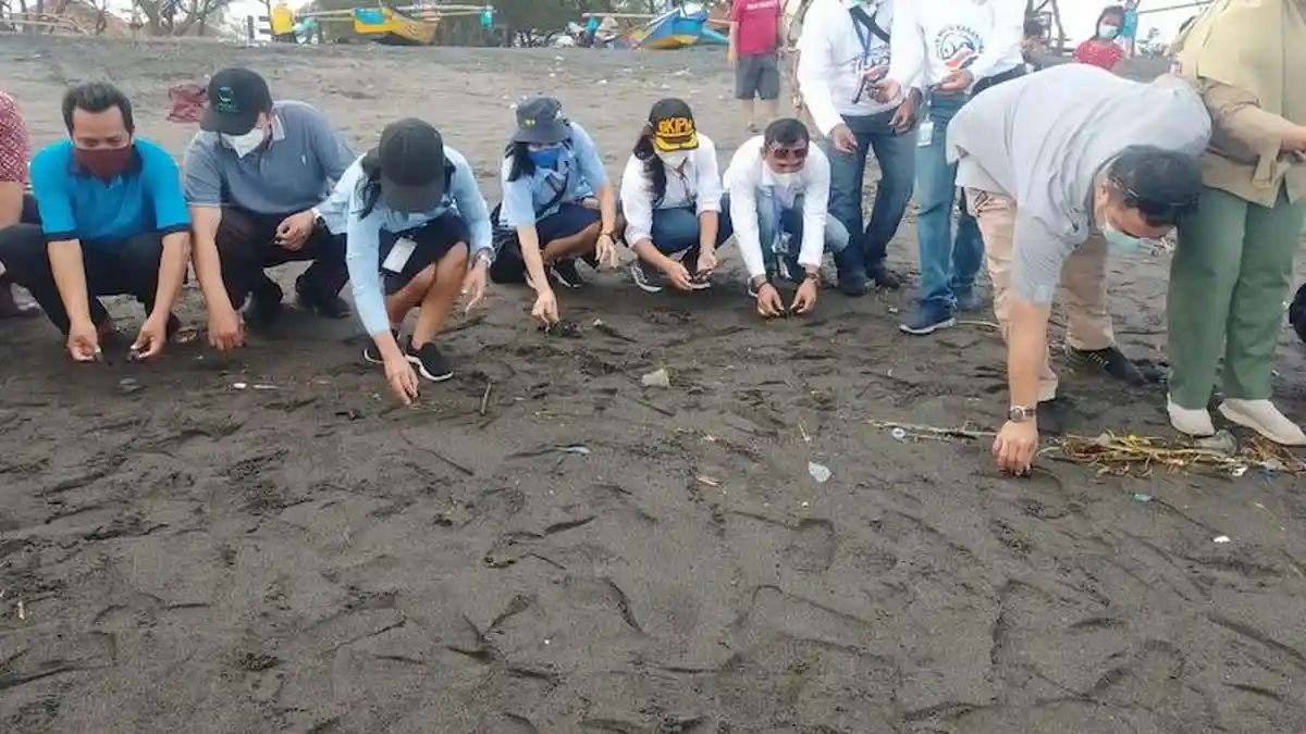 79 Tukik Lekang Dilepasliarkan di Pantai Bugel Kulon Progo