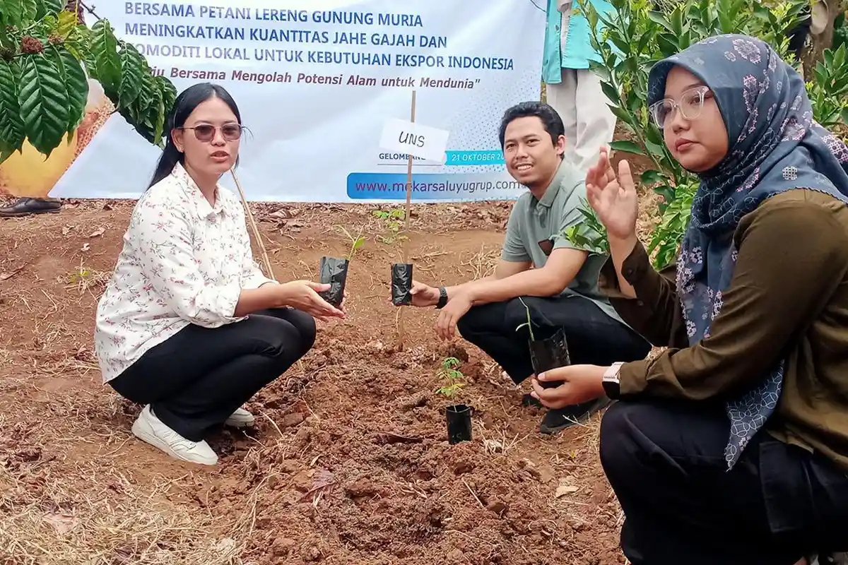 UNS dan PT Mekar Saluyu Grup Bantu Petani Pati, Jahe Gajah Sasar Pasar Amerika