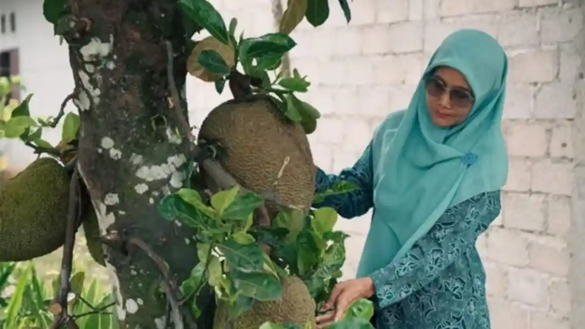 Inovasi UP2K Solok Selatan, Ibu-Ibu Sulap Buah Nangka Jadi Rendang dan ...