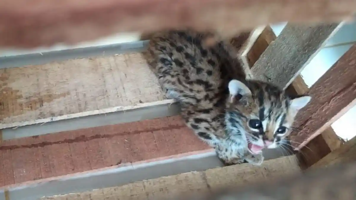 BKSDA Resor Solok Terima Anak Kucing Hutan dan Kepala Rusa, Dititipkan di Kalaweit Sumatera