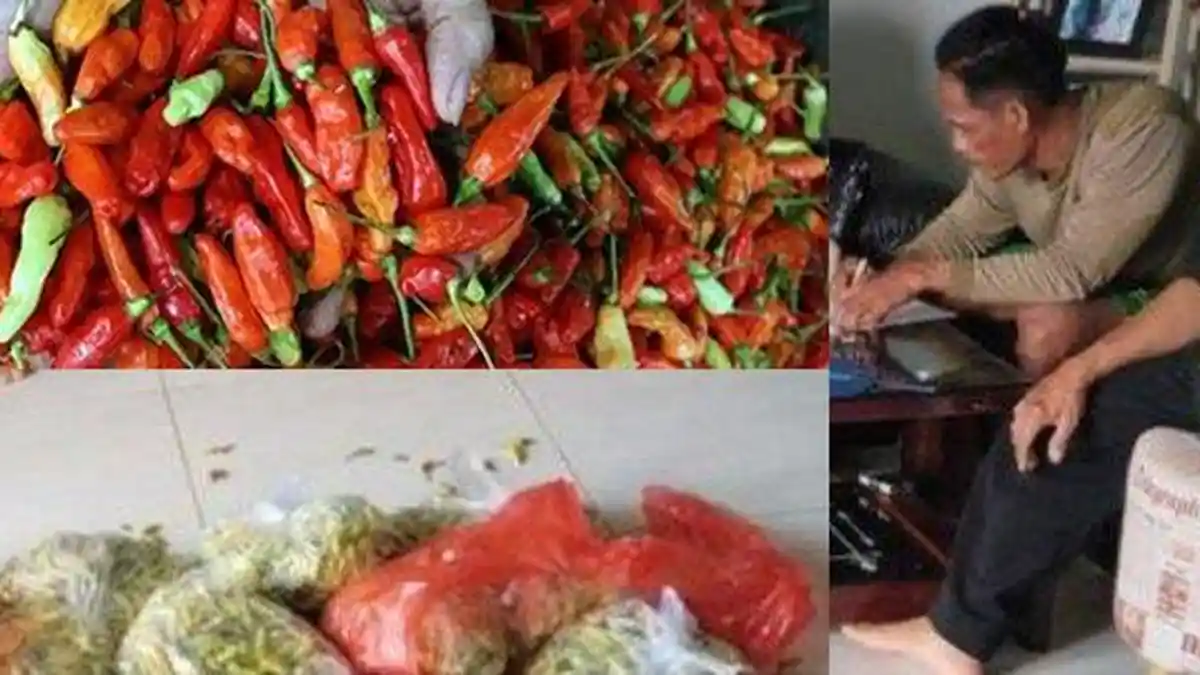 NIAT Maling Berakhir Apes, Pria di Banyuwangi Nekat Curi Cabai 10 Kg, Berakhir Ganti Rugi Rp20 Juta