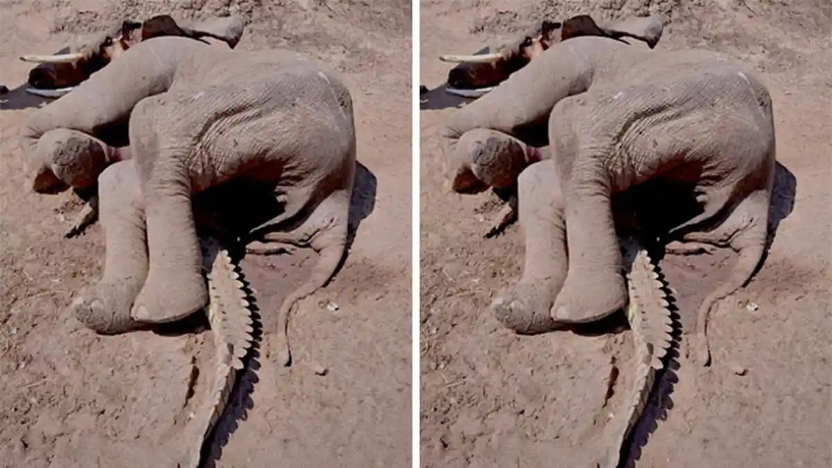 POPULER Foto Hasil Pertarungan Gajah vs Buaya, Semua Berakhir Menjadi Bangkai