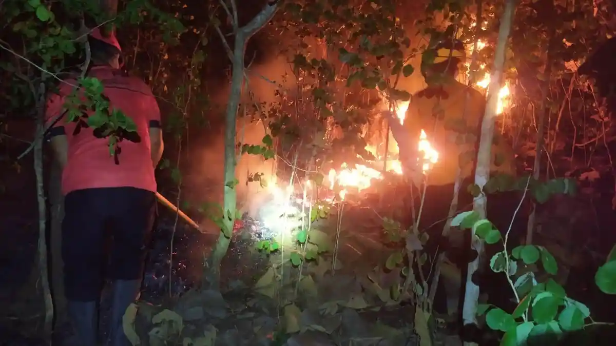 Hutan Kota di Trenggalek Terbakar, Kondisi Satwa Merak, Monyet Hingga Rusa Aman